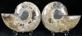 Polished Ammonite Pair - Million Years #22228-1